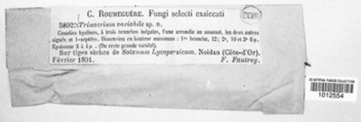 Trinacrium image